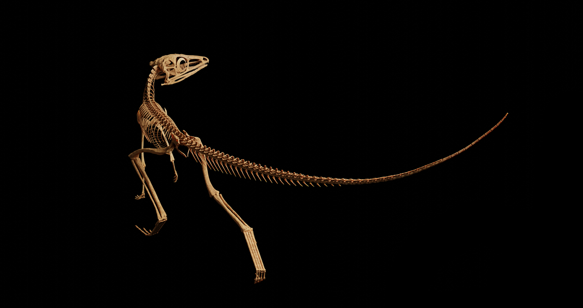 3D skeletal reconstructions of Scleromochlus taylori by Matt Humpage (© Northern Rogue Studios) 2