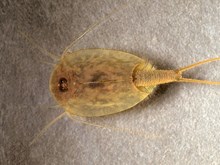 Species on the Edge - Tadpole shrimp - credit Roger Key