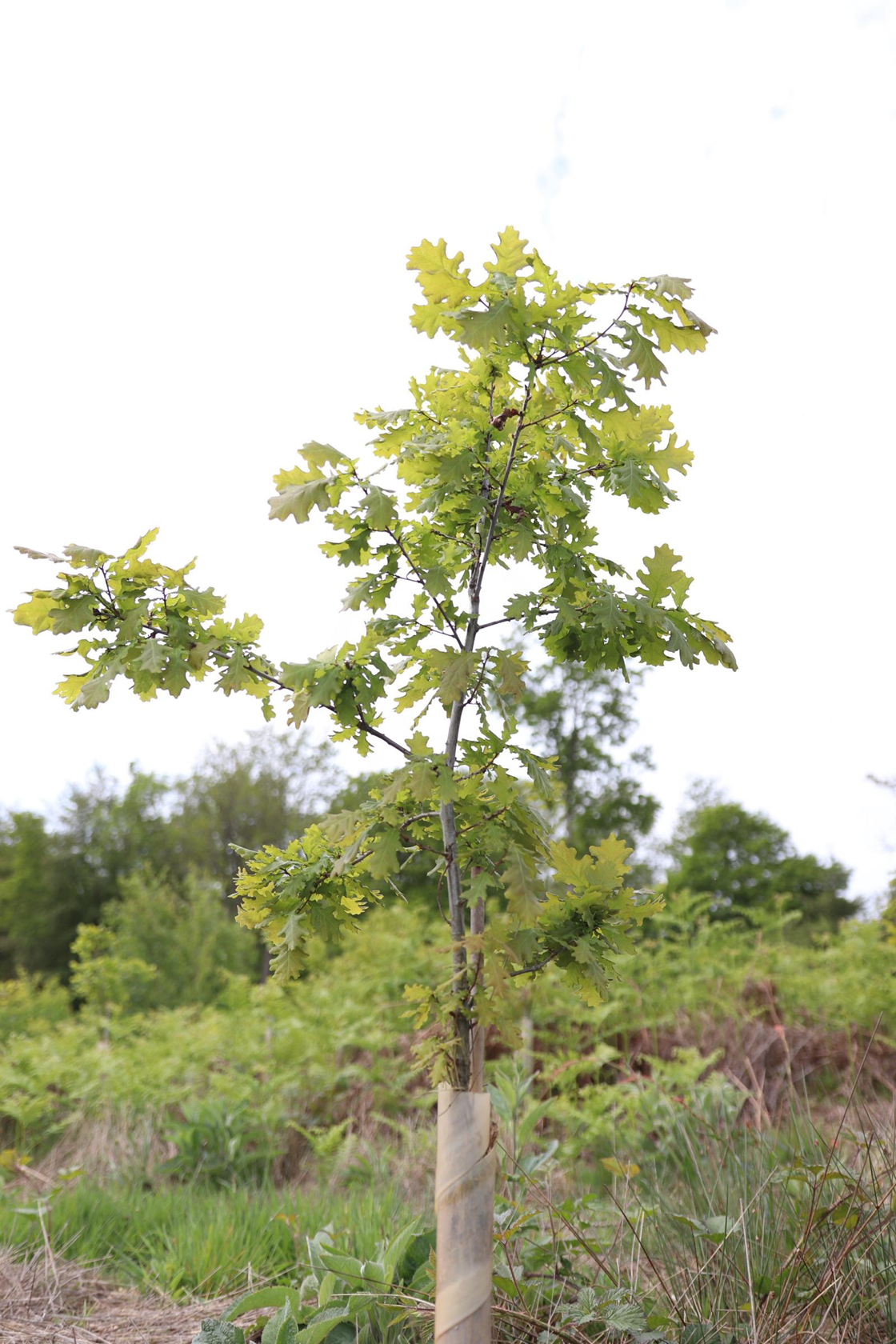 Tree planting at West Wycombe Estate