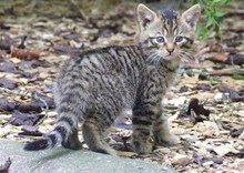 scottish-wildcat-kitten-scottish-wildcat-action