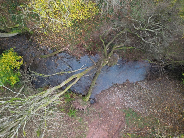 Ty Mawr wood 2