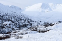 Birch woodland regeneration at Creag Meagaidh National Nature Reserve in winter. ©Lorne Gill NatureScot: Birch woodland regeneration at Creag Meagaidh National Nature Reserve in winter. ©Lorne Gill NatureScot