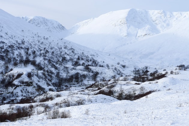 From hill to plate: try Creag Meagaidh venison this Christmas: Birch woodland regeneration at Creag Meagaidh National Nature Reserve in winter. ©Lorne Gill NatureScot