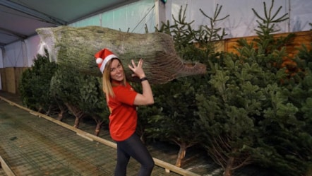 Bluebell Wood Christmas Tree Recycling