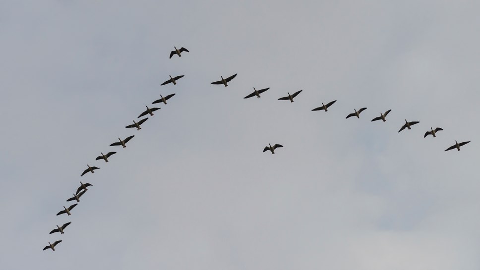 Findhorn Bay wildfowling meeting