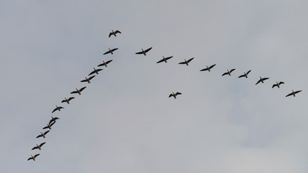 Findhorn Bay wildfowling meeting