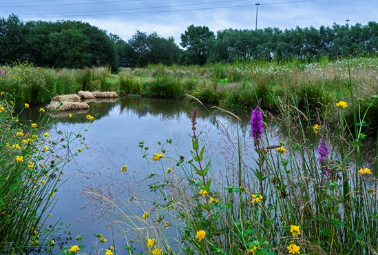 New pond and planting at Coleshill, Warwickshire