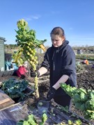 Allotment Judi Billing 04