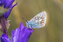 Common blue butterfly: A common blue butterfly (Polyommatus icarus) resting on a clustered bellflower. ©Lorne Gill/NatureScot.