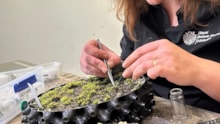Cultivating round-leaved bryum - RBGE