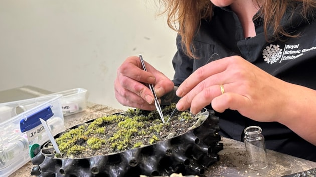Cultivating round-leaved bryum - RBGE