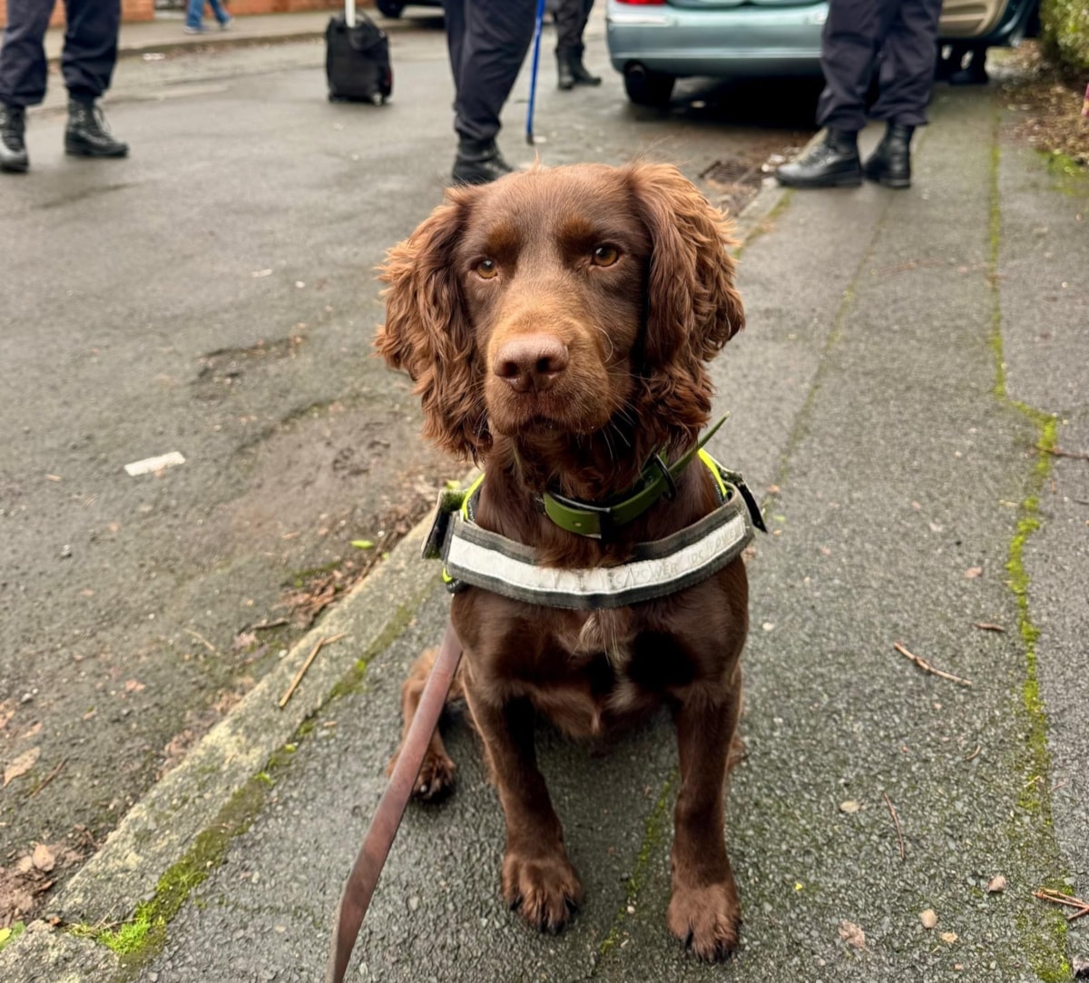 Hugo ready to sniff out illicit goods