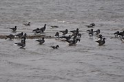 Brent Geese (2)