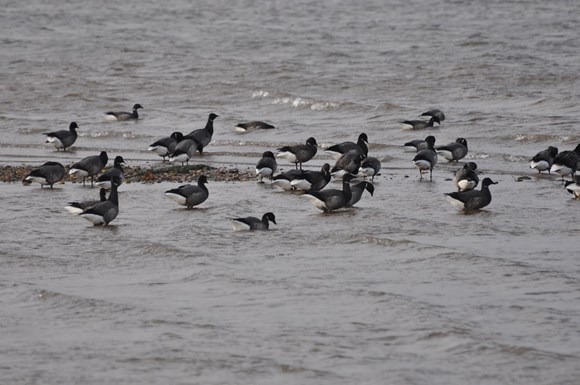 Exe Estuary hosts its most impressive natural event of the year: Brent Geese (2)