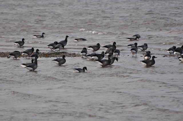 Brent Geese (2)