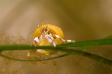 A hermit crab on a blade of seagrass ©NatureScot-Graham Saunders: A hermit crab on a blade of seagrass ©NatureScot-Graham Saunders