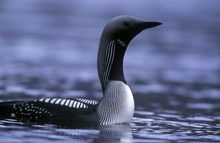 Marine birds: Black-throated diver (C) SNH/Laurie Campbell