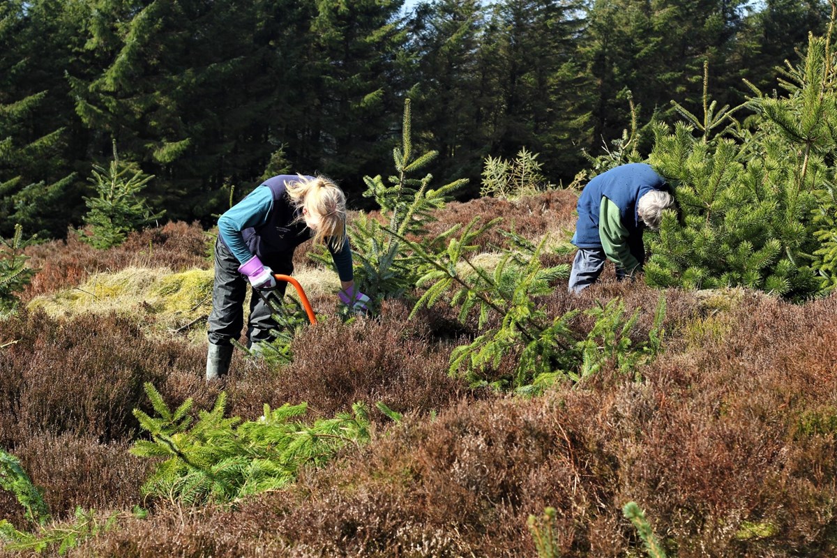 Volunteers with Radnorshire Wildlife Trust removing non-native trees as part of the Black Grouse Recovery Project
