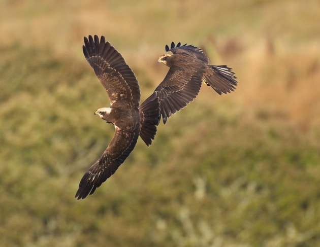 Marsh Harrier pair ©Alistair Cutter