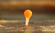 St Cyrus - slime mould - December 2020 - copyright Pauline Smith