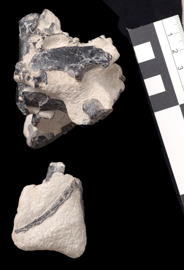 Vectidromeus right view
