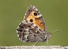 Grayling by Iain H Leach / Butterfly Conservation