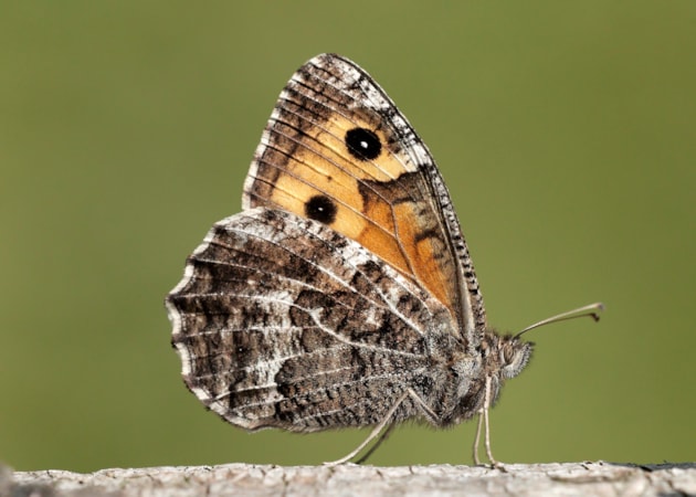 Grayling by Iain H Leach / Butterfly Conservation