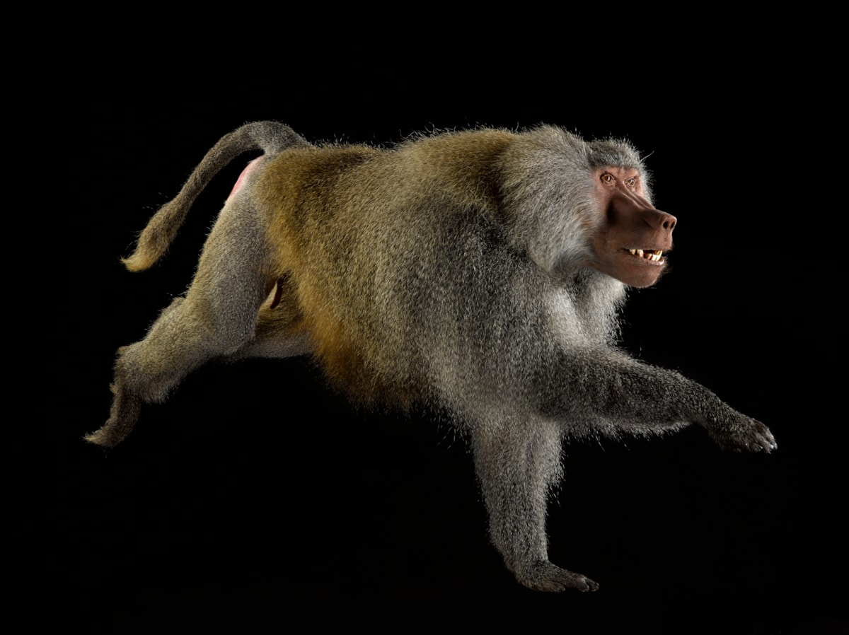 Hamadryas baboon. Copyright National Museums Scotland (1) (1)