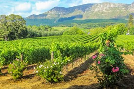 Best of South Africa's Cape : Best of South Africa's Cape 