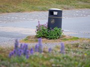 Mallow and rubbish bin - Niwbwrch beach car park - Ben Porter