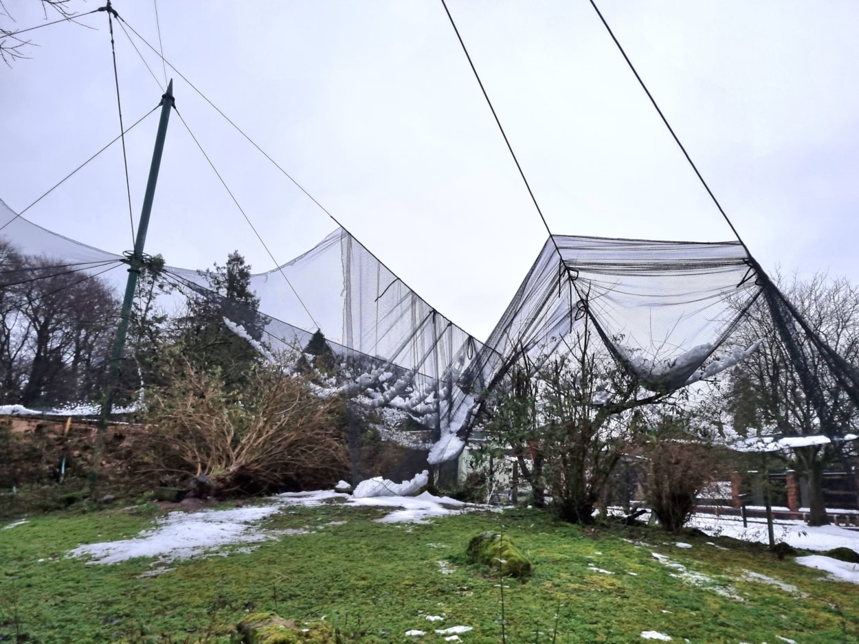 Wildlife World aviaries: Zoo staff put in massive efforts clearing the snow from the nets.