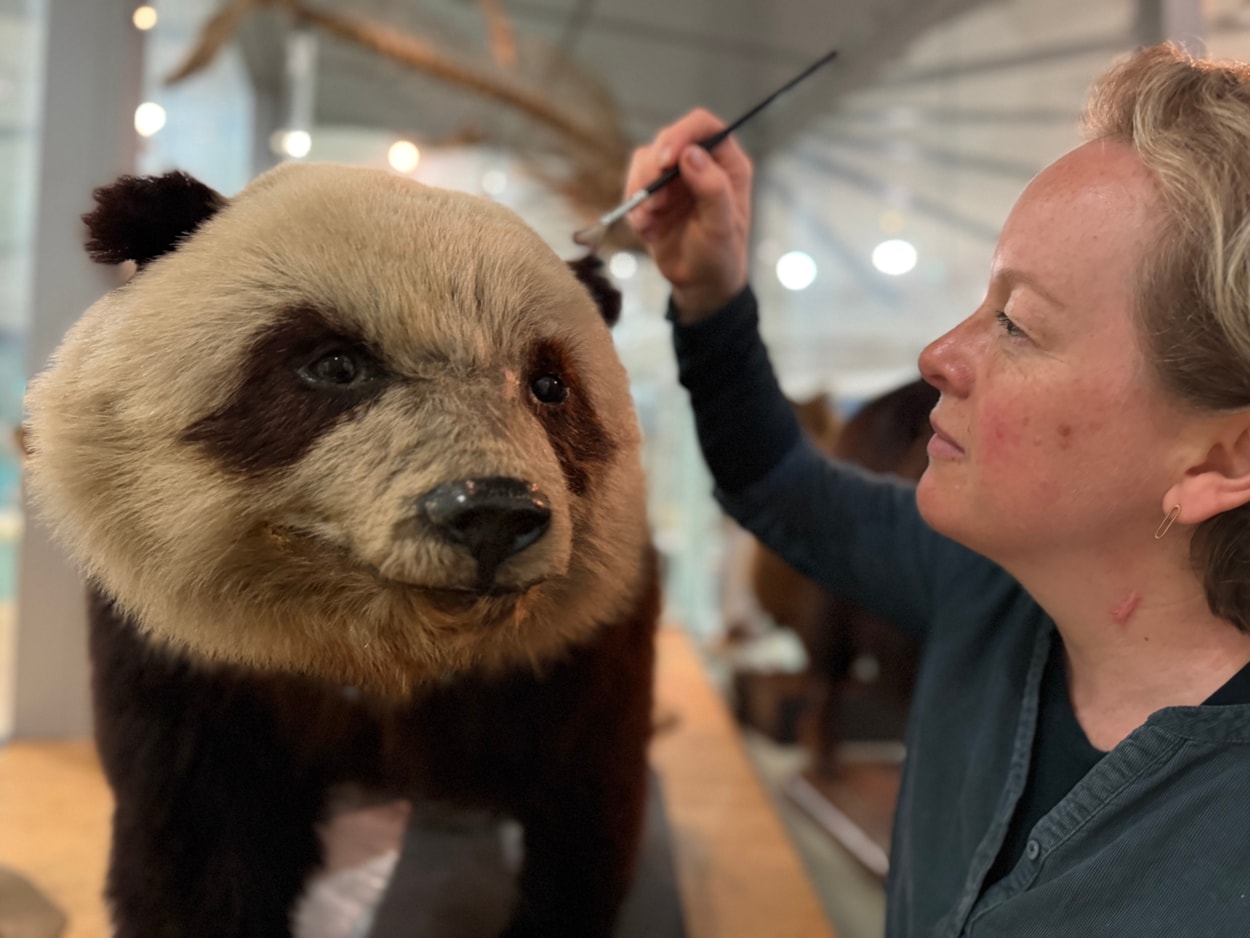 Leeds tiger taxidermy: Curators Clare Brown (pictured) and Sarah Burhouse were on site at Leeds City Museum carrying out meticulous checks for dust and the types of tiny pests which can be harmful to vintage taxidermy, before undertaking a delicate clean of some unique and historically significant exhibits.
Among the animals being checked over was giant panda Grandma. Named after being captured near Weizhou village in central China, she became the first live giant panda ever to arrive in the UK in 1938. She died just two weeks later after contracting double pneumonia.