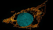 Harpagifer fin mitochondria and nucleic acid: Harpagifer fin mitochondria and nucleic acid