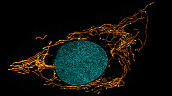 Cambridge researchers look inside living Antarctic cells for first time: Harpagifer fin mitochondria and nucleic acid