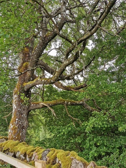 Aspen tree by Mic Mayhew