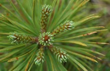 New growth on Scots Pine sapling, Beinn Eighe ©Laurie Campbell SNH