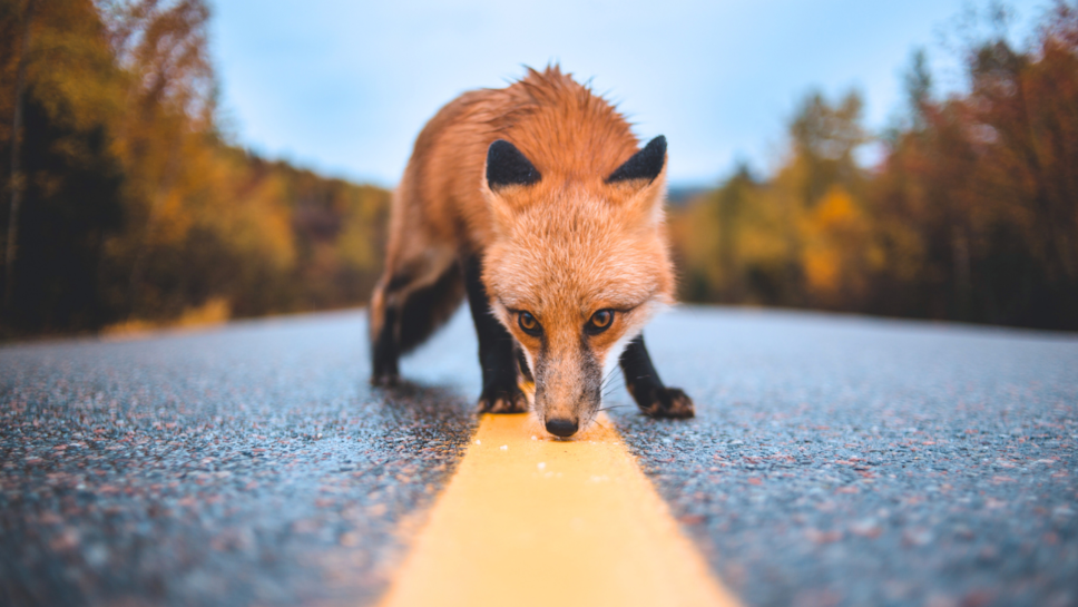 roadkill research