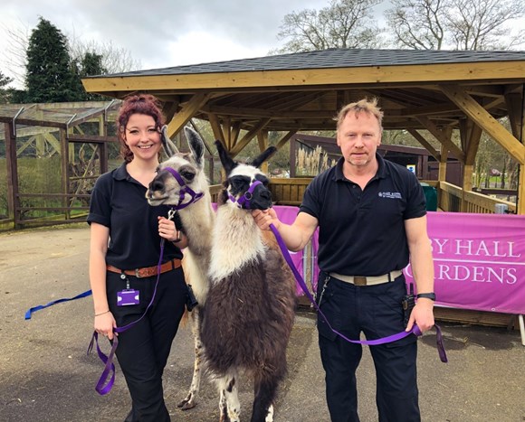 The zoo at Sewerby Hall and Gardens is to feature on Channel 5 this week: Llamas Willow and Lisa Marie with Sewerby Zoo staff