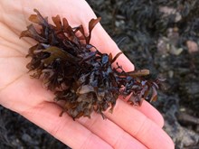 Foraging Fortnight - seaweed - credit NatureScot