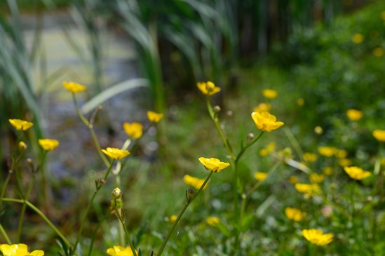 Buttercups growing near a new pond at Cubbington, May 2022