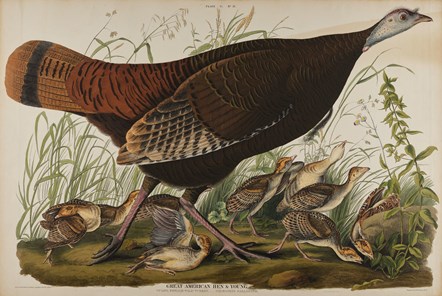Print depicting a Great American Hen from Birds of America, by John James Audubon. Image © National Museums Scotland-2