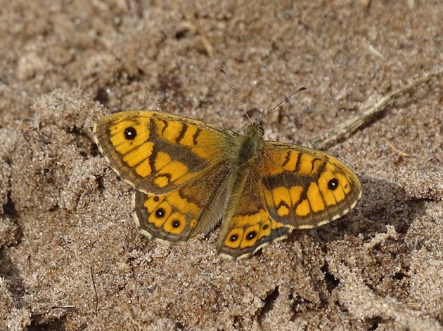 Wall butterfly at Tentsmuir NNR ©Esther Whitford/NatureScot