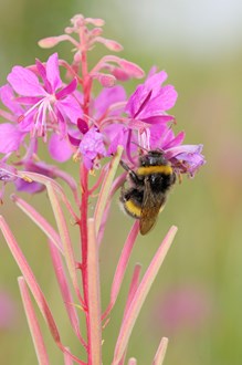 Bumble Bee feeding on Rosebay Willow Herb flower heads.©Lorne Gill
