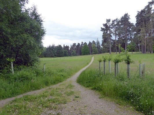 Young and established trees side by side