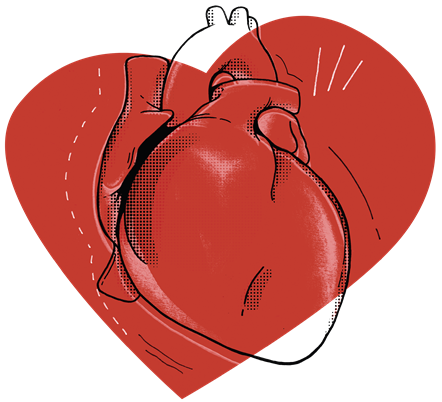 Organ Donation - Heart Illustration - PNG
