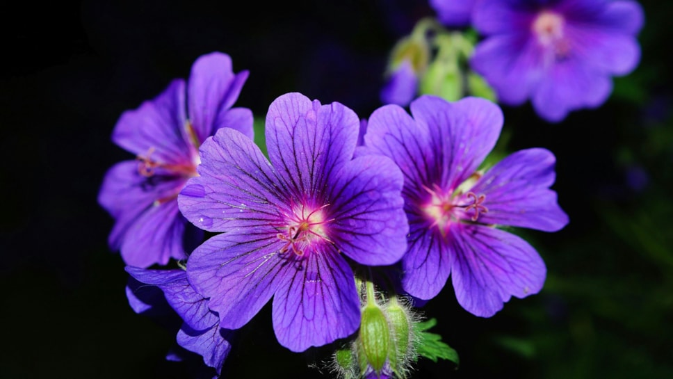 purple flowers credit pexels pixabay