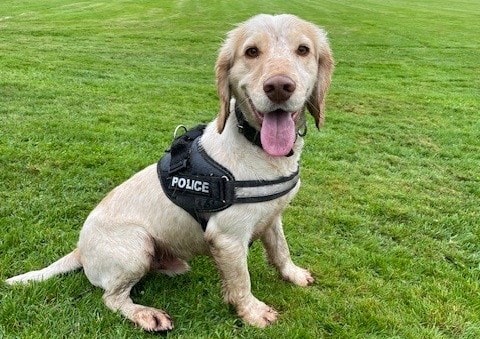 PD Mac - Copy