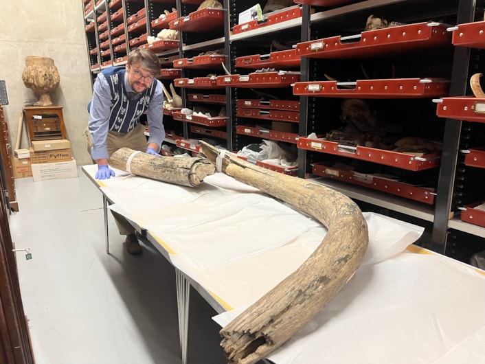 Mammoth tusk: Leeds Museums and Galleries learning and access officer Jed Atkinson examines the huge mammoth tusk at the Leeds Discovery Centre.
The prehistoric appendage was discovered in the former open cast site near Temple Newsam in the late 1960s, more than 38,000 years after the extinct, ice age behemoth it once belonged to died. 
Today, the remarkable find is among countless objects spanning millions of years of history being cared for during an annual deep clean carried out by experts at the Leeds Discovery Centre.