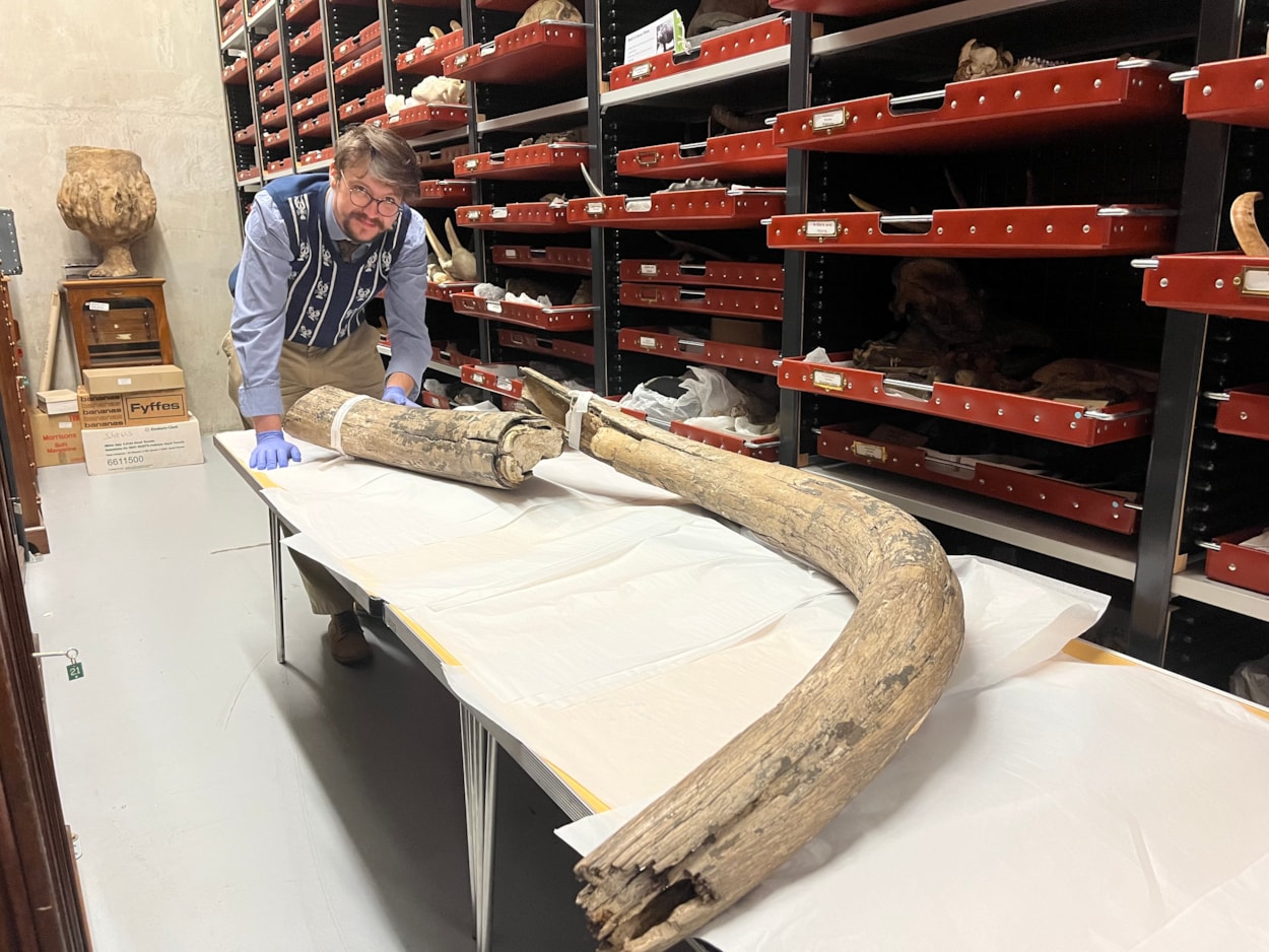 Mammoth tusk: Leeds Museums and Galleries learning and access officer Jed Atkinson examines the huge mammoth tusk at the Leeds Discovery Centre.
The prehistoric appendage was discovered in the former open cast site near Temple Newsam in the late 1960s, more than 38,000 years after the extinct, ice age behemoth it once belonged to died. 
Today, the remarkable find is among countless objects spanning millions of years of history being cared for during an annual deep clean carried out by experts at the Leeds Discovery Centre.