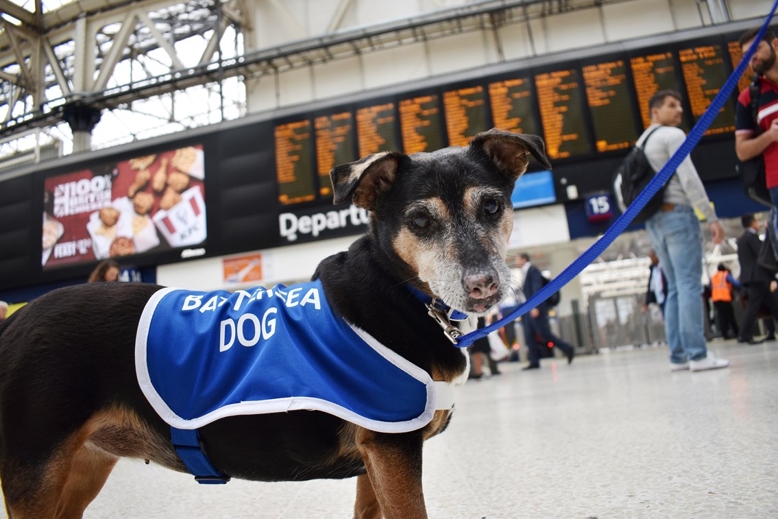 Paw-terloo Upgrade: Battersea dogs lend a paw ahead of bank holiday work: Millie at Waterloo [1]